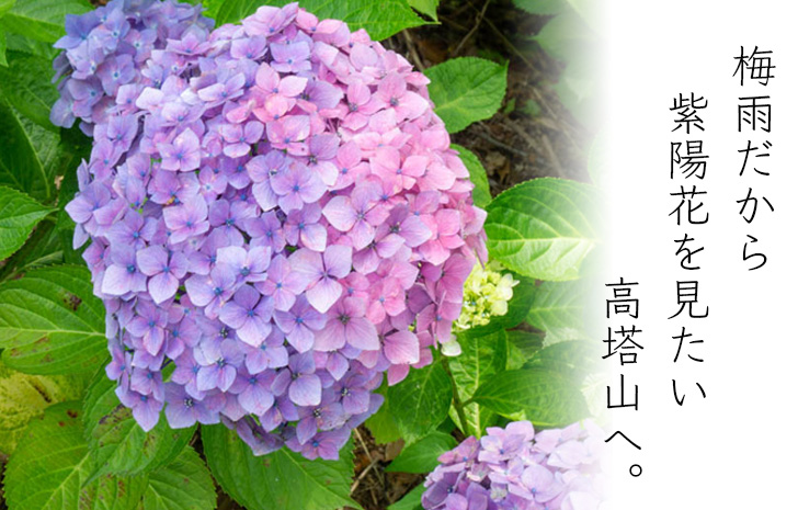 高塔山公園 お写んぽしながら紫陽花を愛でてきた Plamore Studio プレモアスタジオ